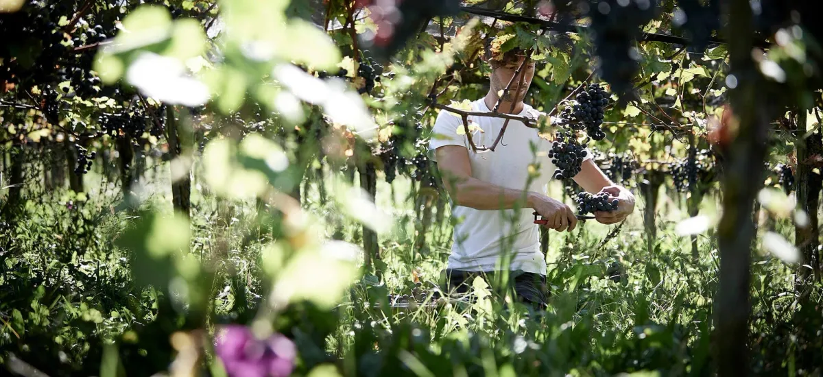 Weinlese bei LANZ.Wein: Trauben werden zwischen sonnenbeschienenen Reben von Hand geerntet