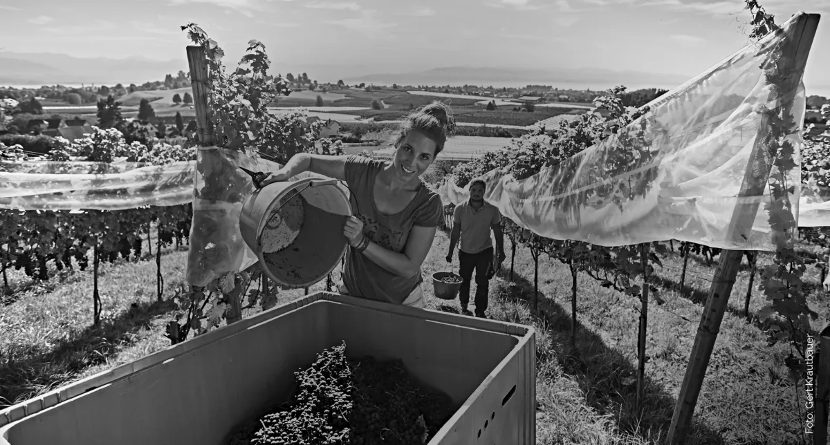 Schwarz-Weiß-Fotografie der Weinlese bei Teresa Deufel mit Blick auf den Bodensee